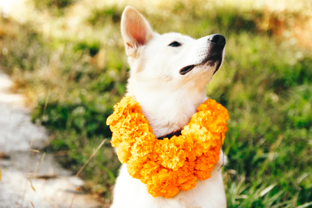 a dog with a flower in its mouth — The couple’s dog, done properly